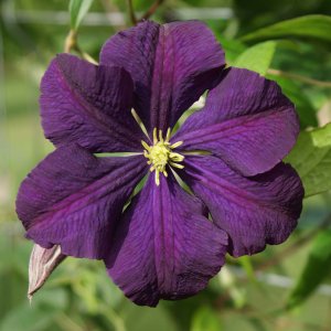 Plamienok (Clematis) ‘SO MANY DARK VIOLET FLOWERS’ - výška 60-80 cm, kont. C2L